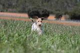 FOX TERRIER 186